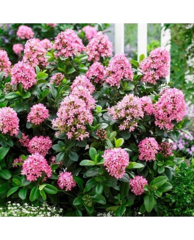Escallonia laevis Pink Elle 'Lades' (Globe Planter)