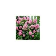 Escallonia laevis Pink Elle 'Lades' (Globe Planter)