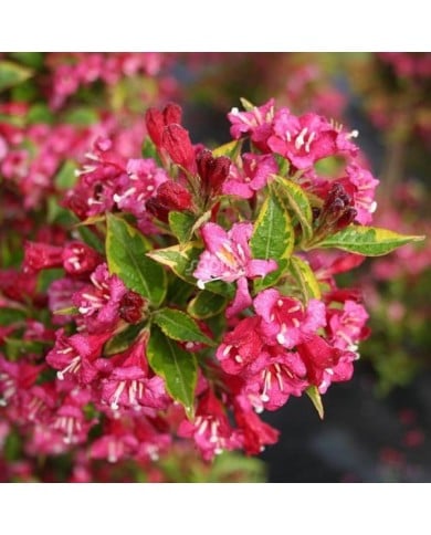 Weigélia Brigela MOULIN ROUGE (Weigela) (Sapho)