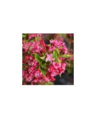 Weigélia Brigela MOULIN ROUGE (Weigela) (Sapho)