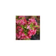 Weigélia Brigela MOULIN ROUGE (Weigela) (Sapho)