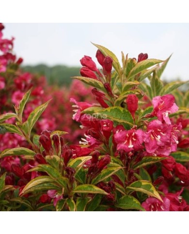 Weigélia Brigela MOULIN ROUGE (Weigela) (Sapho)