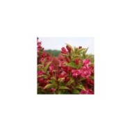 Weigélia Brigela MOULIN ROUGE (Weigela) (Sapho)