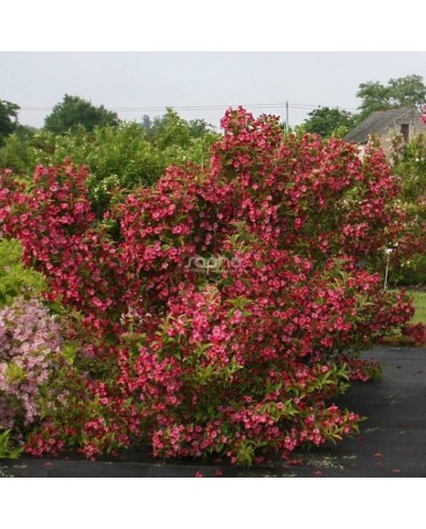 Weigélia Brigela MOULIN ROUGE (Weigela) (Sapho)