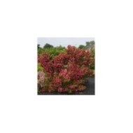 Weigélia Brigela MOULIN ROUGE (Weigela) (Sapho)