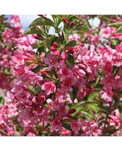 Weigélia Stelzneri (Weigela) (hcast / stock.adobe.com)