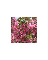Weigélia Stelzneri (Weigela) (hcast / stock.adobe.com)