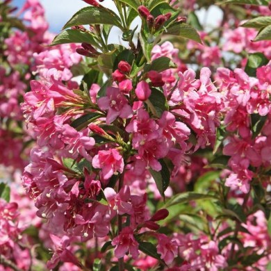 Weigélia Stelzneri (Weigela) (hcast / stock.adobe.com)