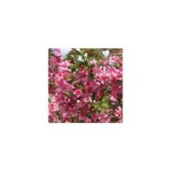 Weigélia Stelzneri (Weigela) (hcast / stock.adobe.com)