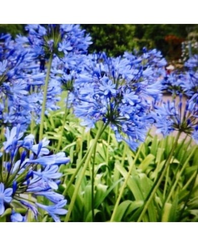 Agapanthus africanus - fleurs bleues (Gerry Popplestone / flickr.com)