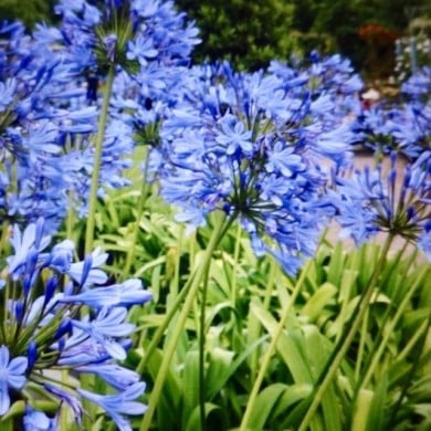 Agapanthus africanus - fleurs bleues (Gerry Popplestone / flickr.com)