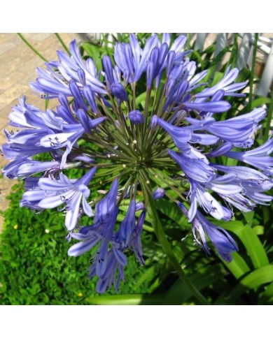 Agapanthus africanus - fleur bleue (mauro halpern / flickr.com)