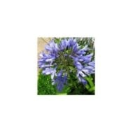 Agapanthus africanus - fleur bleue (mauro halpern / flickr.com)