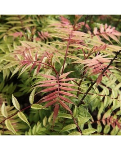 Sorbaria sorbifolia 'Sem' (Globe Planter)