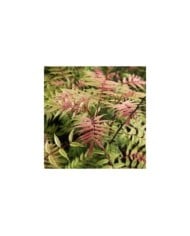 Sorbaria sorbifolia 'Sem' (Globe Planter)