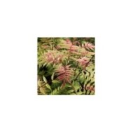 Sorbaria sorbifolia 'Sem' (Globe Planter)