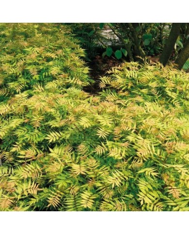 Sorbaria sorbifolia 'Sem' (Globe Planter)