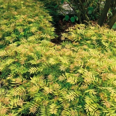 Sorbaria sorbifolia 'Sem' (Globe Planter)