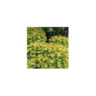 Sorbaria sorbifolia 'Sem' (Globe Planter)