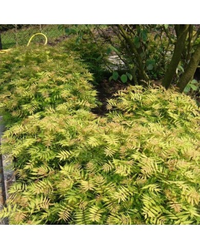 Sorbaria sorbifolia 'Sem'