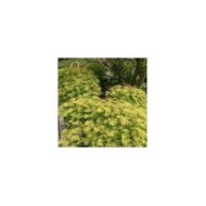 Sorbaria sorbifolia 'Sem'