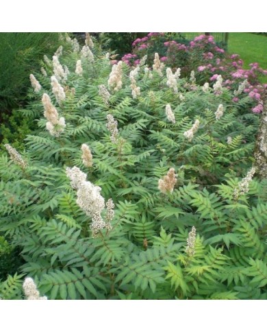 Sorbaria sorbifolia 'Sem' (Globe Planter)