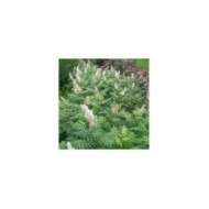 Sorbaria sorbifolia 'Sem' (Globe Planter)