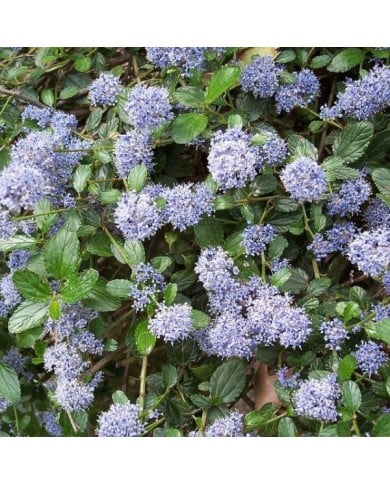 Ceanothus thyrsiflorus 'Repens' (A. Barra / Wikimedia)