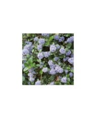 Ceanothus thyrsiflorus 'Repens' (A. Barra / Wikimedia)