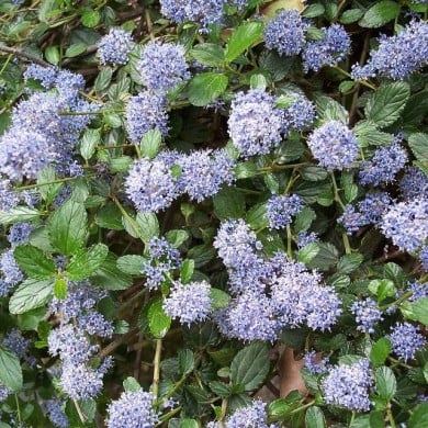 Ceanothus thyrsiflorus 'Repens' (A. Barra / Wikimedia)