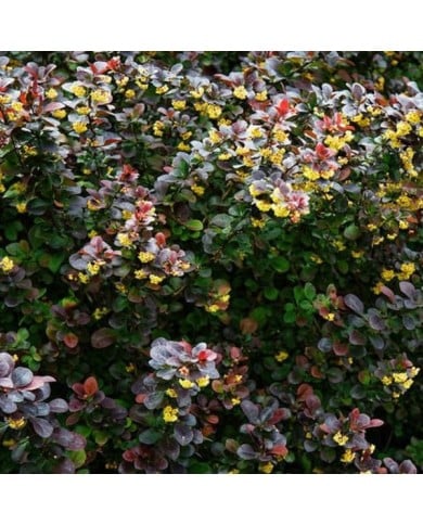 Berberis ottawensis Auricoma