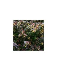 Berberis ottawensis Auricoma