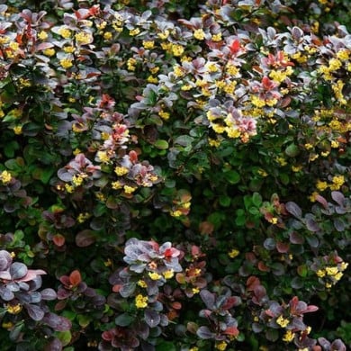 Berberis ottawensis Auricoma