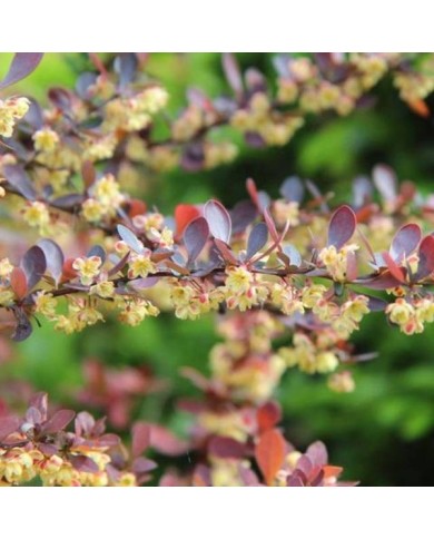 Berberis ottawensis Auricoma en fleurs
