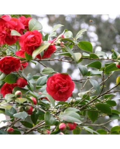 Camellia - Fleurs semi-doubles rouges - Copyright MEL