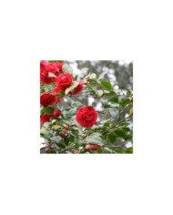Camellia - Fleurs semi-doubles rouges - Copyright MEL