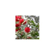Camellia - Fleurs semi-doubles rouges - Copyright MEL