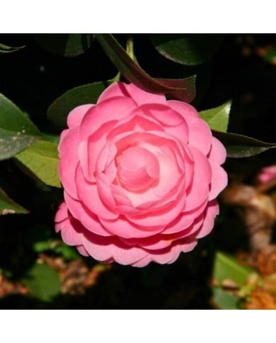 Camellia x williamsii 'Gay Time' - Camélia 'Gay Time' (MEL)