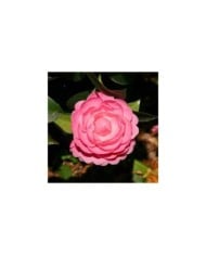 Camellia x williamsii 'Gay Time' - Camélia 'Gay Time' (MEL)