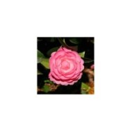 Camellia x williamsii 'Gay Time' - Camélia 'Gay Time' (MEL)