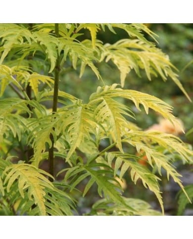 Sureau à grappes - Sambucus racemosa 'Sutherland Gold' (Marie-Elise LIENNARD)