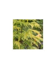 Sureau à grappes - Sambucus racemosa 'Sutherland Gold' (Marie-Elise LIENNARD)