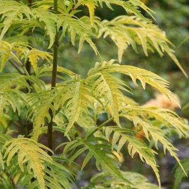 Sureau à grappes - Sambucus racemosa 'Sutherland Gold' (Marie-Elise LIENNARD)