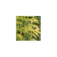 Sureau à grappes - Sambucus racemosa 'Sutherland Gold' (Marie-Elise LIENNARD)