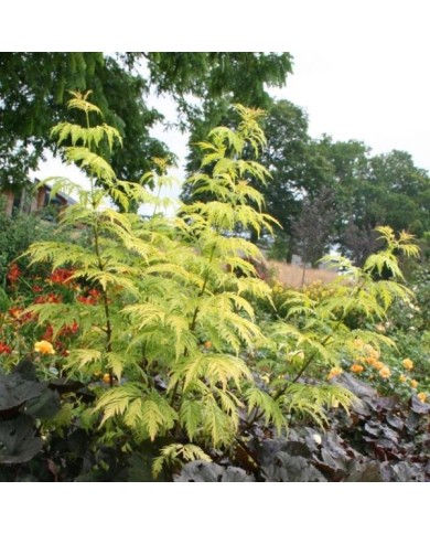 Sureau à grappes - Sambucus racemosa 'Sutherland Gold' (Marie-Elise LIENNARD)