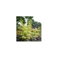 Sureau à grappes - Sambucus racemosa 'Sutherland Gold' (Marie-Elise LIENNARD)