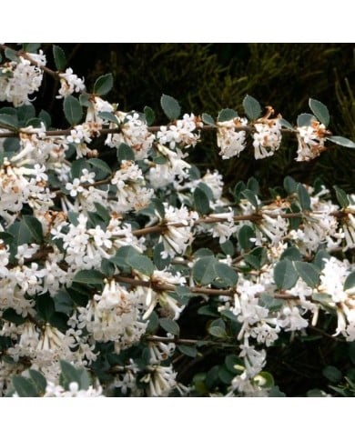 Osmanthus delavayi (Scott Zona / flickr.com)