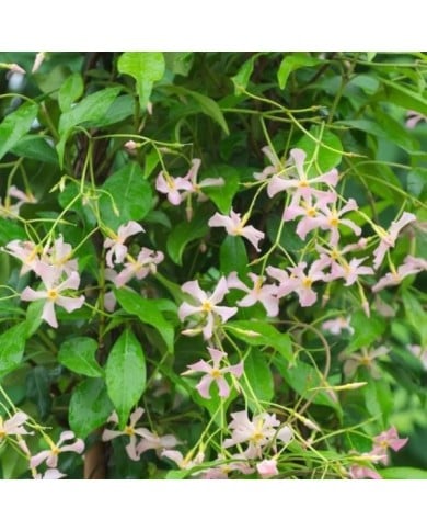 Jasmin étoilé Pink Showers®