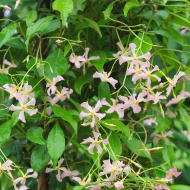 Jasmin étoilé Pink Showers®