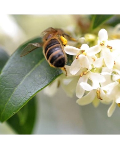 Osmanthus delavayi (Conall / flickr.com)
